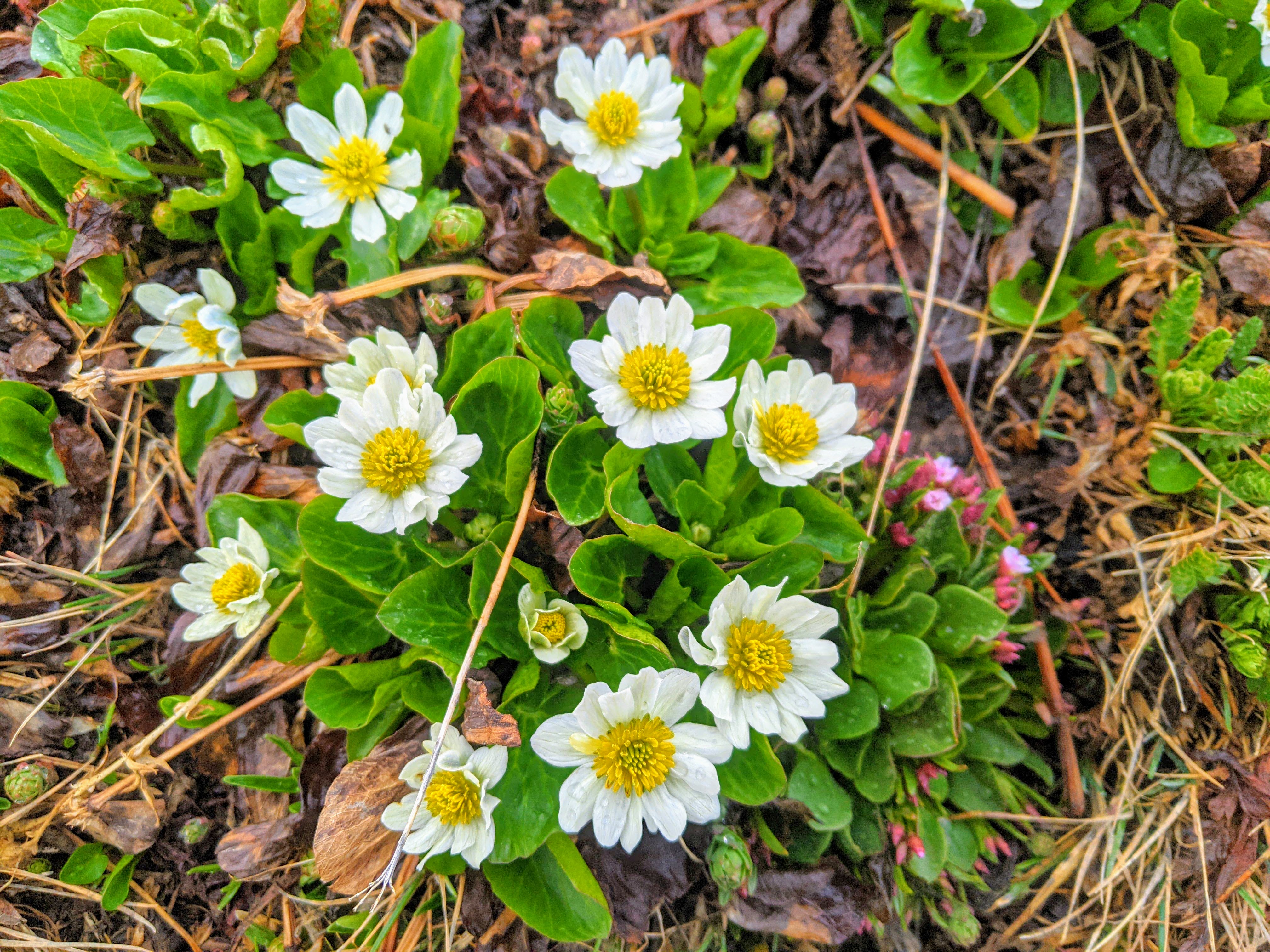 Group therapy in nature